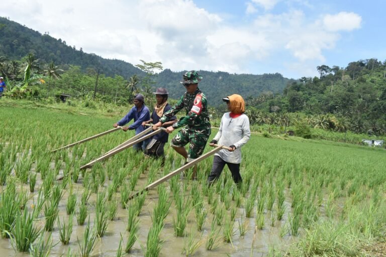 Dansatgas TMMD Ke-126 Kodim 0818/Malang-Batu, Letkol Czi Bayu Nugroho, bersama petani melakukan kegiatan matun pembersihan gulma padi secara tradisional di lahan sawah Desa Lebakharjo Kecamatan Ampelgading Kabupaten Malang.(10/2025)