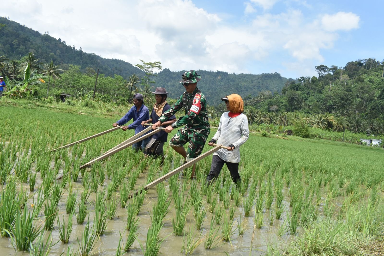 Dansatgas TMMD Ke-126 Kodim 0818/Malang-Batu, Letkol Czi Bayu Nugroho, bersama petani melakukan kegiatan matun pembersihan gulma padi secara tradisional di lahan sawah Desa Lebakharjo Kecamatan Ampelgading Kabupaten Malang.(10/2025)