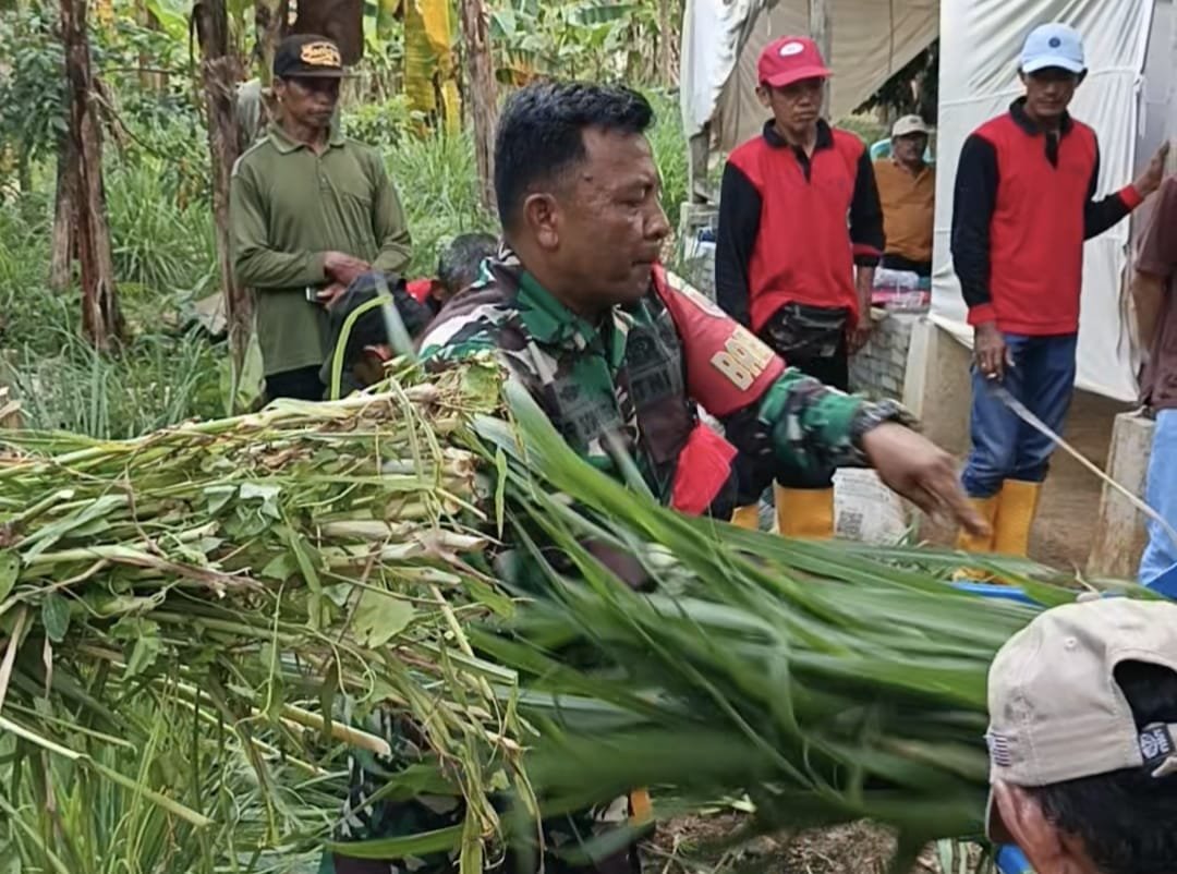 Ampelgading – Sebanyak tiga puluhan peserta bimtek budidaya dan pengolahan pakan ternak terjun praktek membuat pakan ternak dalam suasana TMMD 126 Lebakharjo, Ampelgading, Kabupaten Malang, Jawa Timur,
