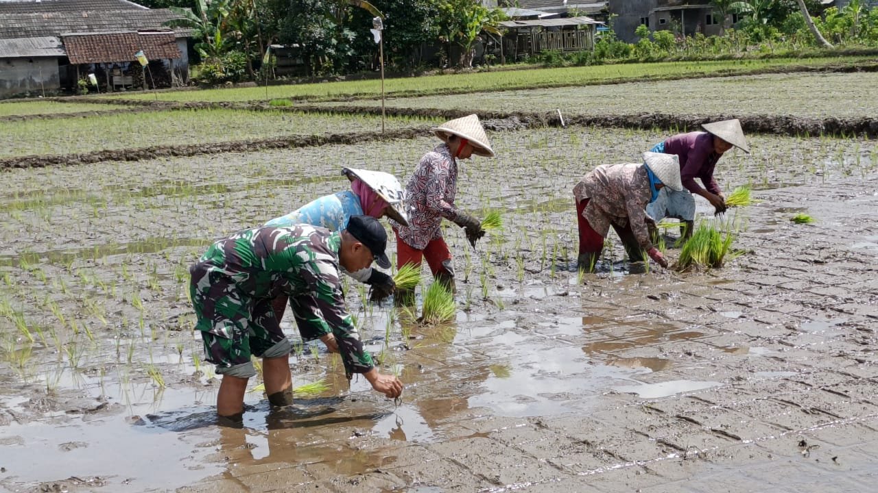 Pagi yang sejuk di Dusun Krajan 1 B, Desa Lebakharjo, Kecamatan Ampelgading, Kabupaten Malang (10/2025), menjadi saksi kebersamaan antara anggota Satgas TMMD ke-126 dan warga setempat.