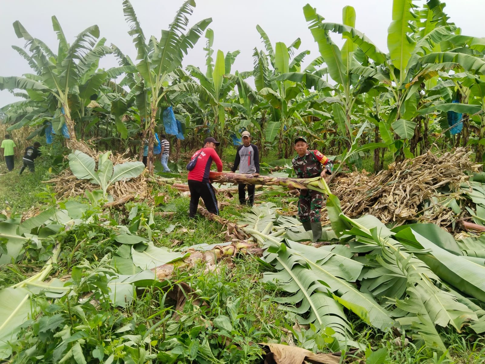 Babinsa Sarimulyo Dampingi Progres Pembangunan Koperasi Merah Putih di Dusun Cempokosari