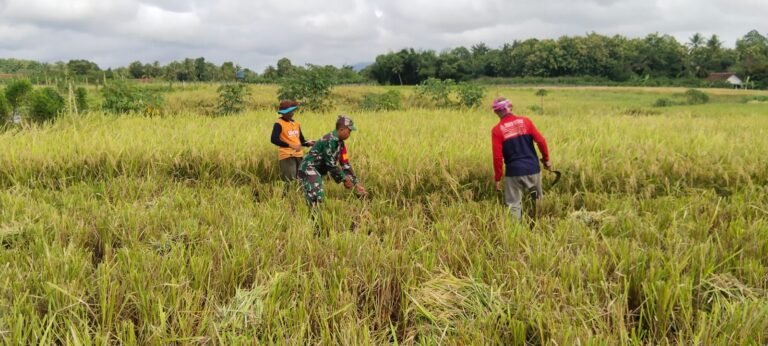 Babinsa Sarimulyo Dampingi Panen Padi Bersama Poktan Monstera
