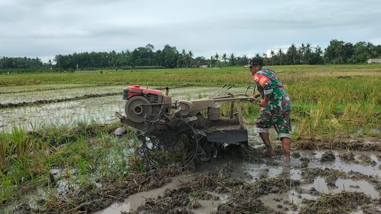 Babinsa Kaliploso Bantu Petani Olah Sawah dan Tanam Padi Demi Dukung Swasembada Pangan