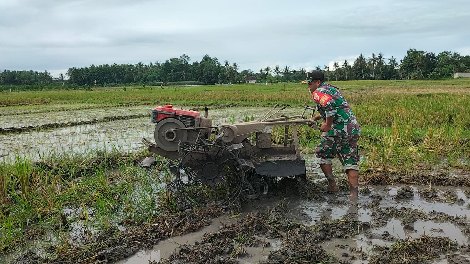 Babinsa Kaliploso Bantu Petani Olah Sawah dan Tanam Padi Demi Dukung Swasembada Pangan